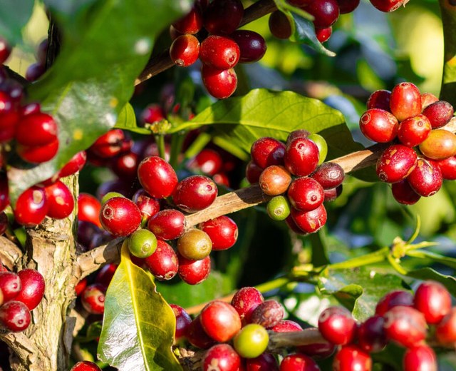 Coffee cherries ripening on the branch