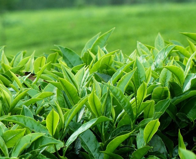 Tea leaves on a plantation